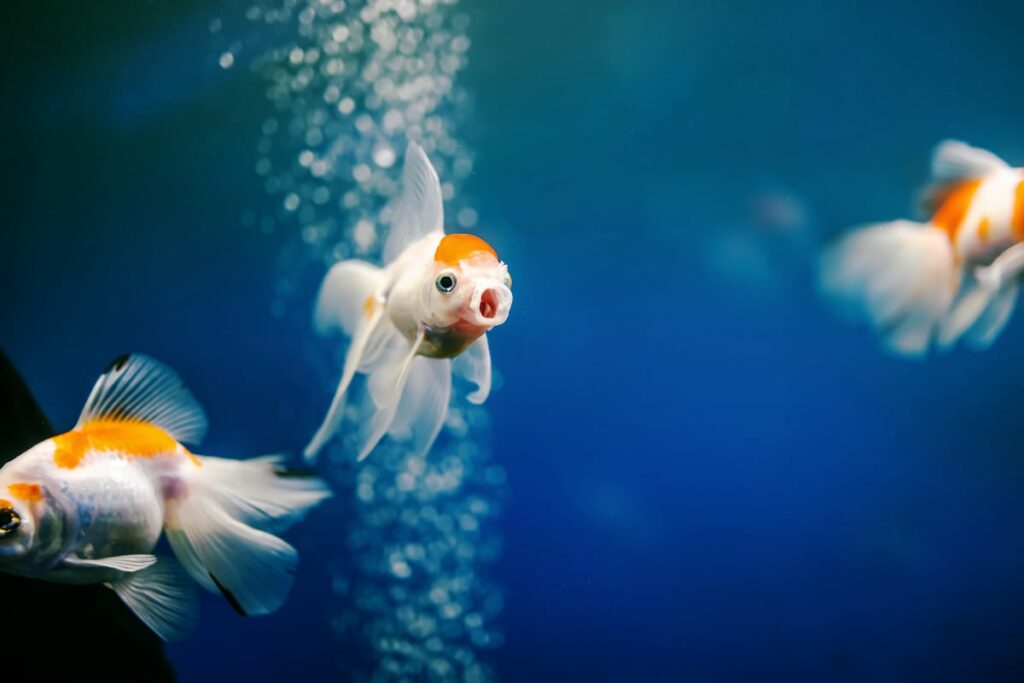 Goldfish with its mouth wide open.