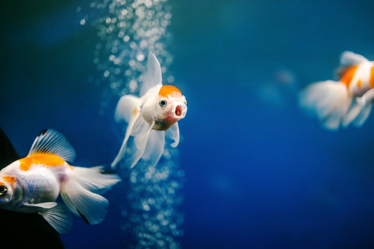 Why Fish Keeps Opening Their Mouth? The Aqua Advisor