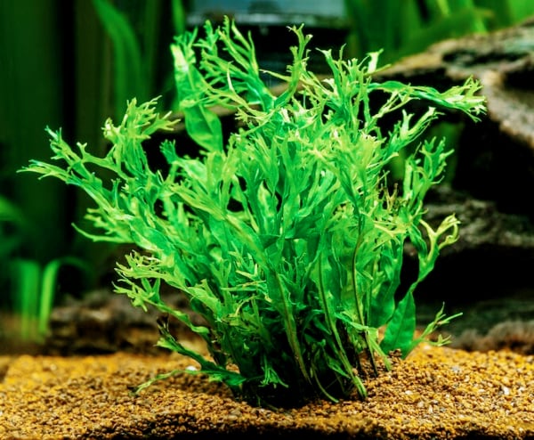 Java Fern adds more greenery to your aquarium.