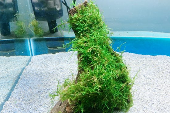 Java Moss aquatic plant.