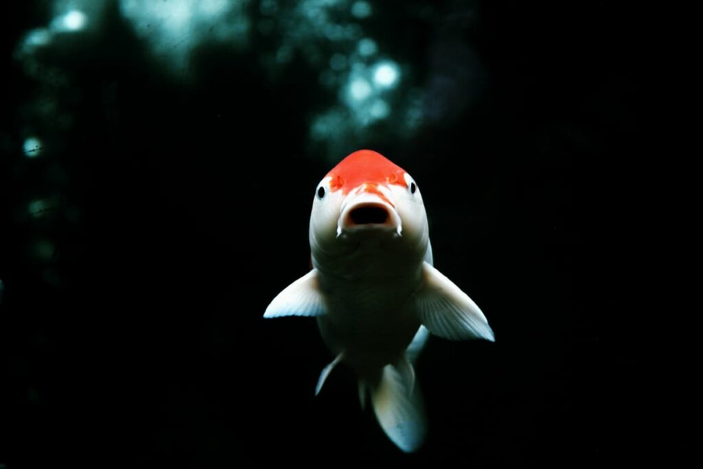 A Koi fish open its mouth inside the fish tank.