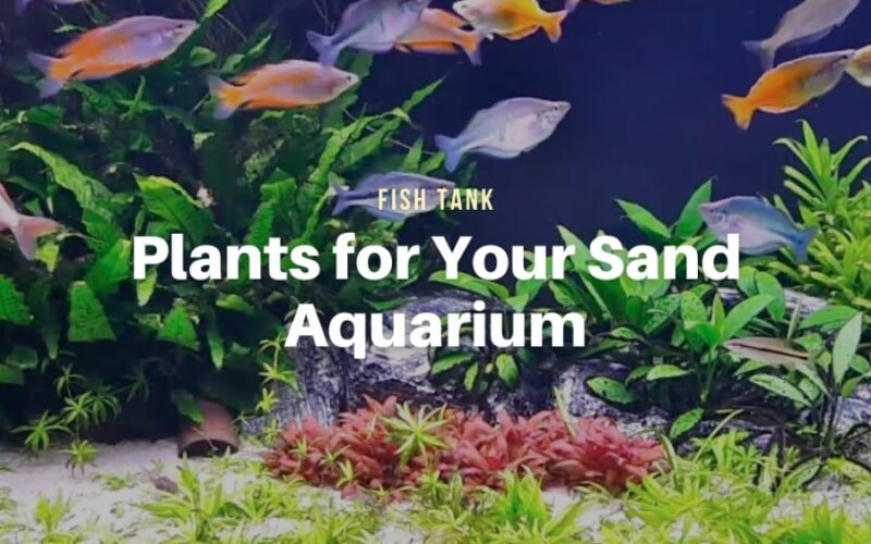 Recommended Plants for Your Sand Aquarium