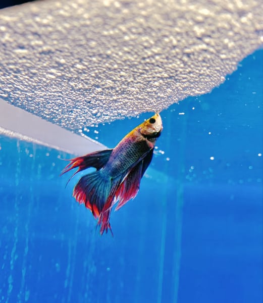 Betta fish breathing for air in a fish tank.