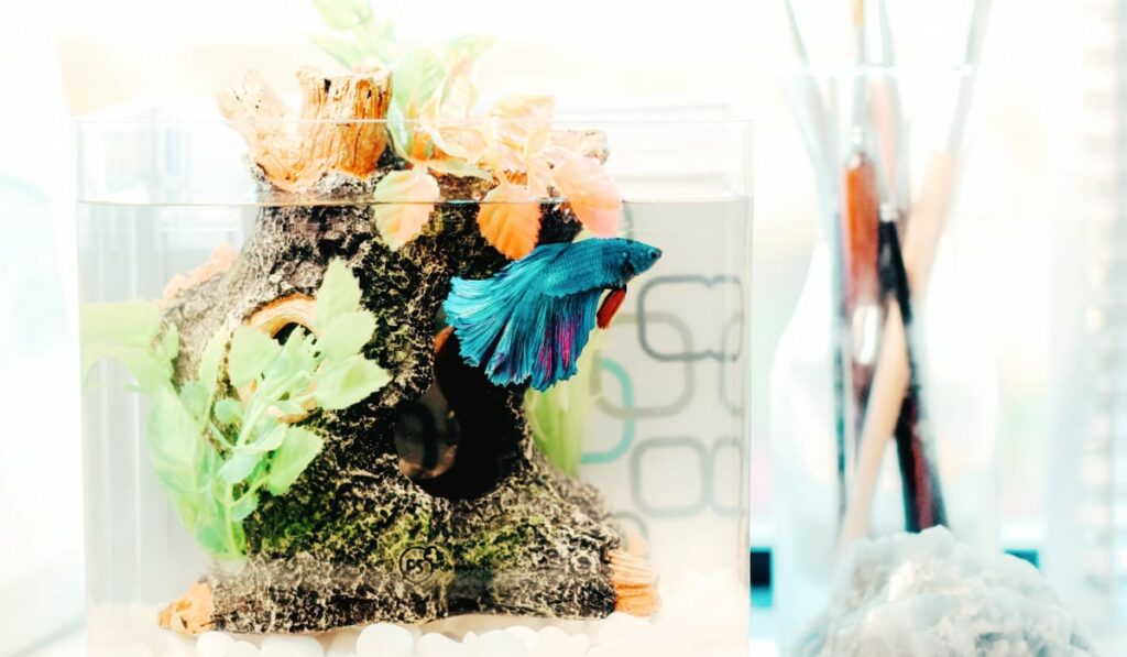 Betta fish in an aquarium filled with clean water.
