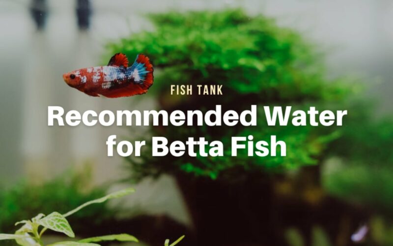Recommended Water Type, Parameters, and Maintenance for Betta Fish