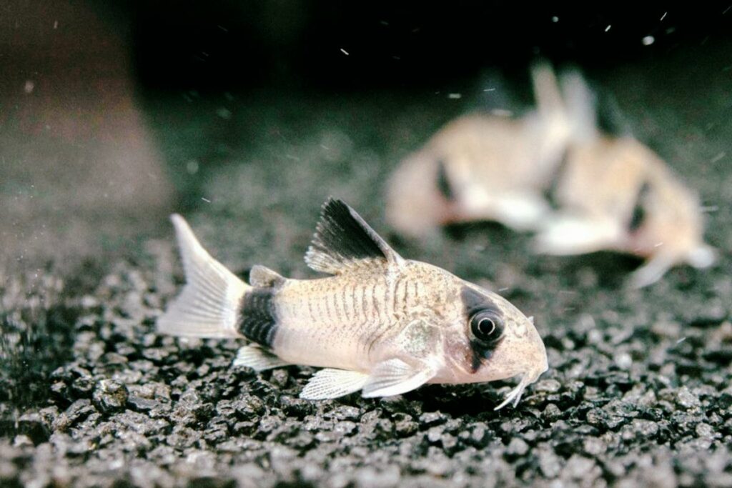Cory catfish can be betta fish tank mate.