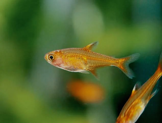 Ember Tetra