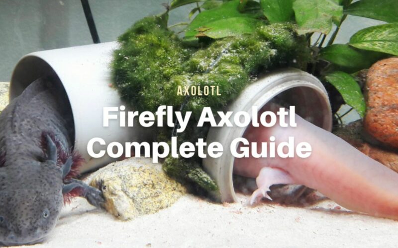 Firefly Axolotl, Everything You Need to Know