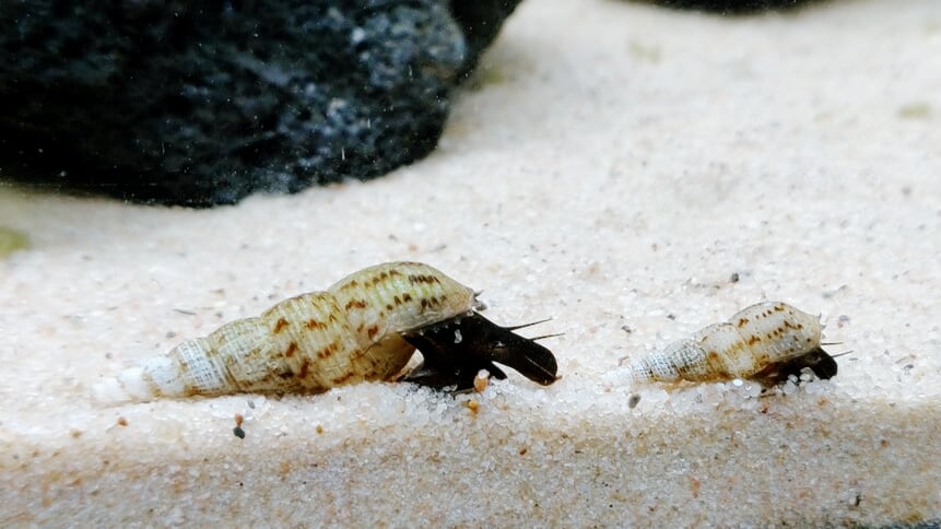 Malaysian Trumpet Snail