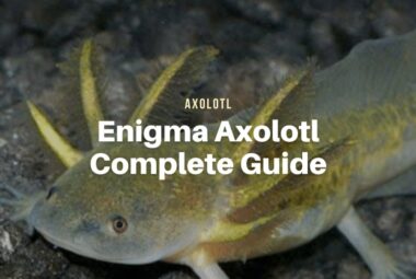 Enigma Axolotl, The Complete Guide