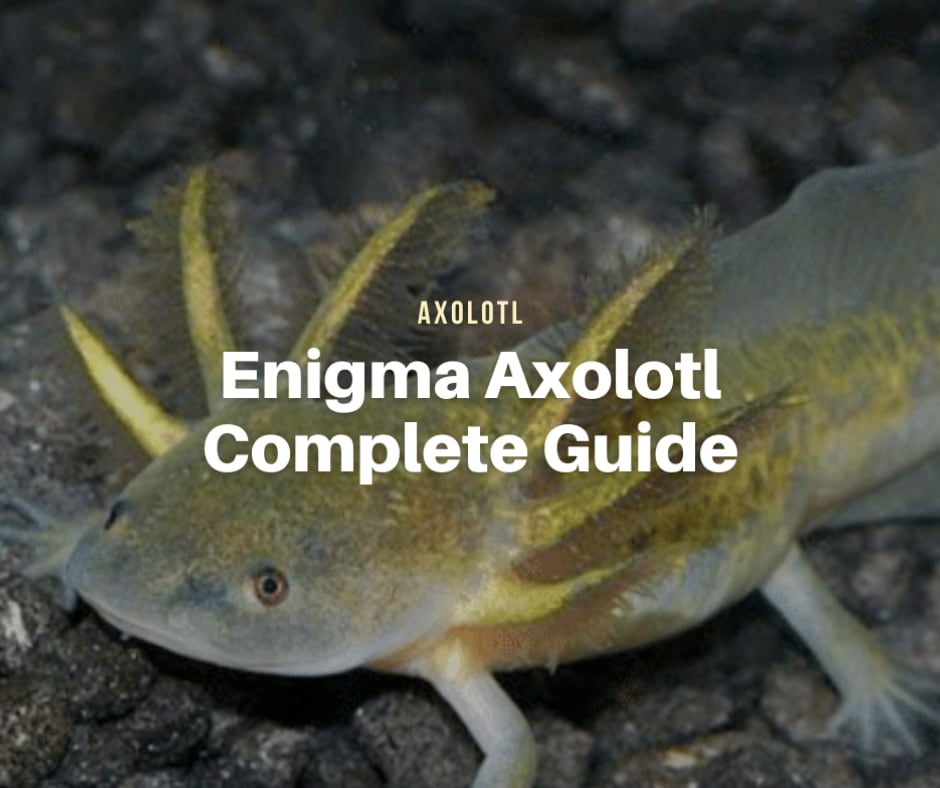 Firefly Axolotl, Everything You Need to Know - The Aqua Advisor