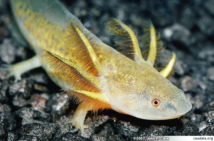 A beautiful Enigma Axolotl.